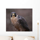 Peregrine Falcon Stare Wall Mural