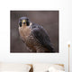 Peregrine Falcon Stare Wall Mural