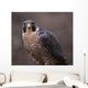 Peregrine Falcon Stare Wall Mural