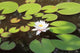 White water lily Wall Mural