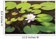 White water lily Wall Mural