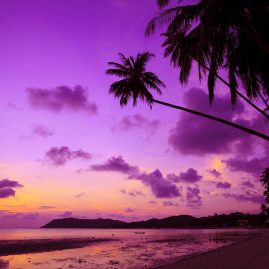 Tropical Beach with Palm