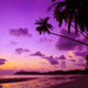 Tropical Beach with Palm