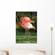 Flamingos Wall Mural