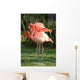 Flamingos Wall Mural