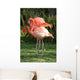 Flamingos Wall Mural