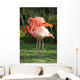 Flamingos Wall Mural