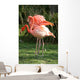 Flamingos Wall Mural