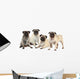 Vier MÃ¶pse nebeneinander isoliert auf weiÃŸ - pugs isolated Wall Decal