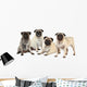 Vier MÃ¶pse nebeneinander isoliert auf weiÃŸ - pugs isolated Wall Decal