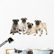 Vier MÃ¶pse nebeneinander isoliert auf weiÃŸ - pugs isolated Wall Decal