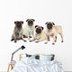 Vier MÃ¶pse nebeneinander isoliert auf weiÃŸ - pugs isolated Wall Decal