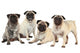 Vier MÃ¶pse nebeneinander isoliert auf weiÃŸ - pugs isolated Wall Decal