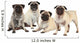 Vier MÃ¶pse nebeneinander isoliert auf weiÃŸ - pugs isolated Wall Decal