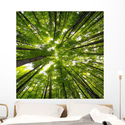 Big Beech Trees Spring