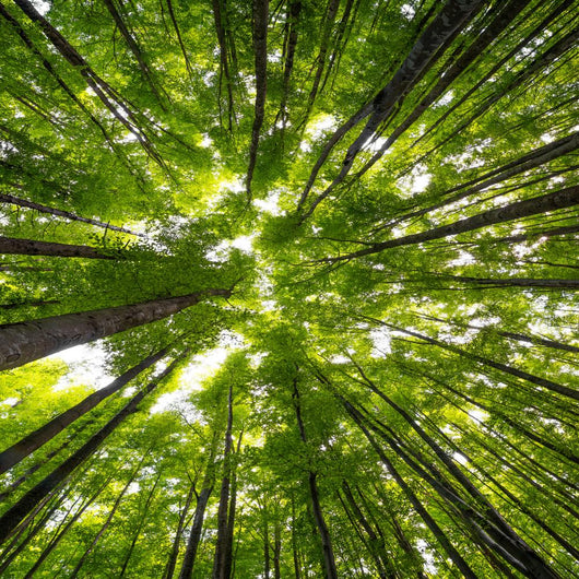 Big Beech Trees Spring