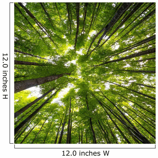 Big Beech Trees Spring