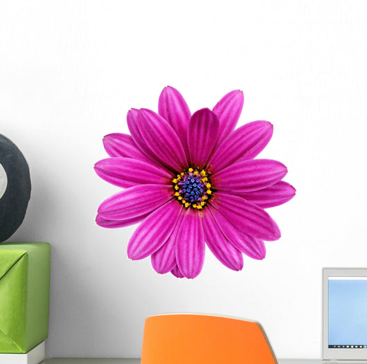 Single Flower Gazania Splendens
