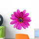 Single Flower Gazania Splendens