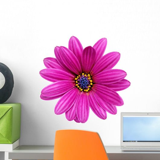 Single Flower Gazania Splendens