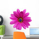 Single Flower Gazania Splendens