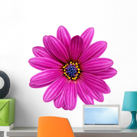 Single Flower Gazania Splendens