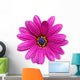 Single Flower Gazania Splendens