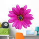 Single Flower Gazania Splendens