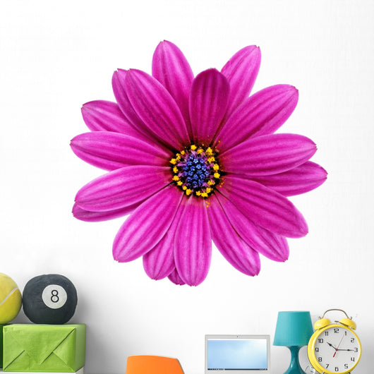 Single Flower Gazania Splendens