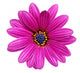Single Flower Gazania Splendens