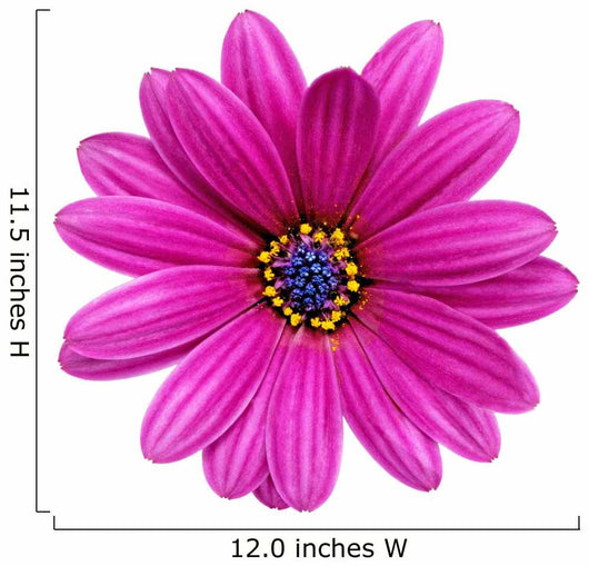 Single Flower Gazania Splendens
