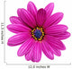 Single Flower Gazania Splendens