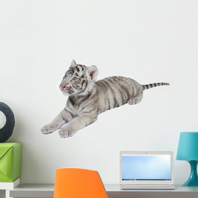 Baby White Tiger shown on a wall