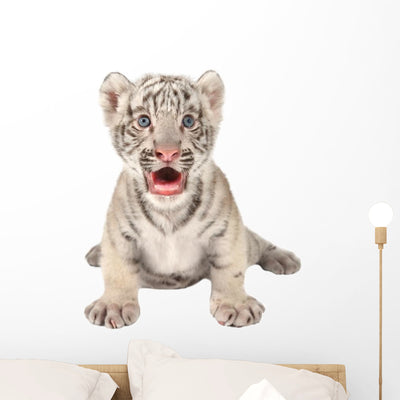 Baby White Tiger shown on a wall