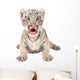 Baby White Tiger
