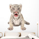 Baby White Tiger