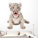 Baby White Tiger