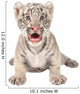 Baby White Tiger