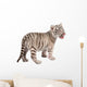 Baby White Tiger