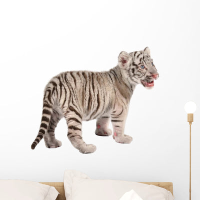 Baby White Tiger shown on a wall