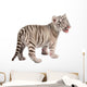 Baby White Tiger