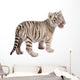 Baby White Tiger