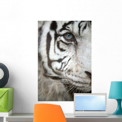 Close-up Siberian White Tiger Wall Mural shown on a wall