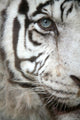 White Tiger Eye Wall Mural