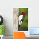 Red-headed Woodpecker Melanerpes Erythrocephalus Wall Mural