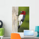 Red-headed Woodpecker Melanerpes Erythrocephalus Wall Mural