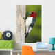 Red-headed Woodpecker Melanerpes Erythrocephalus Wall Mural