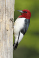 Red-headed Woodpecker Melanerpes Erythrocephalus Wall Mural