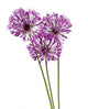 allium flowers Wall Decal
