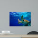 Green Sea Turtle Swimming